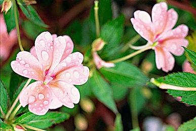 《温馨马车》5月16日开启抢先体验 游戏性预告发布